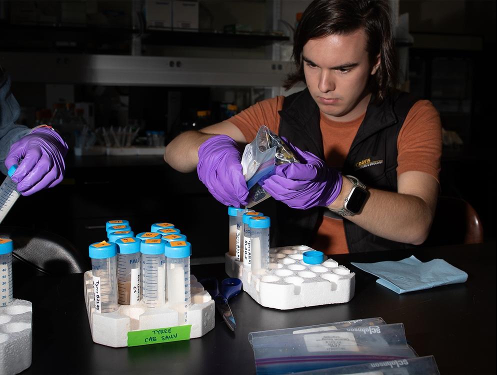 University of California, Davis research assistant Jacob Vito crushes cabernet sauvignon grapes from Napa Valley to analyze their chemical compounds. The lab is studying how heat is affecting the grapes.  