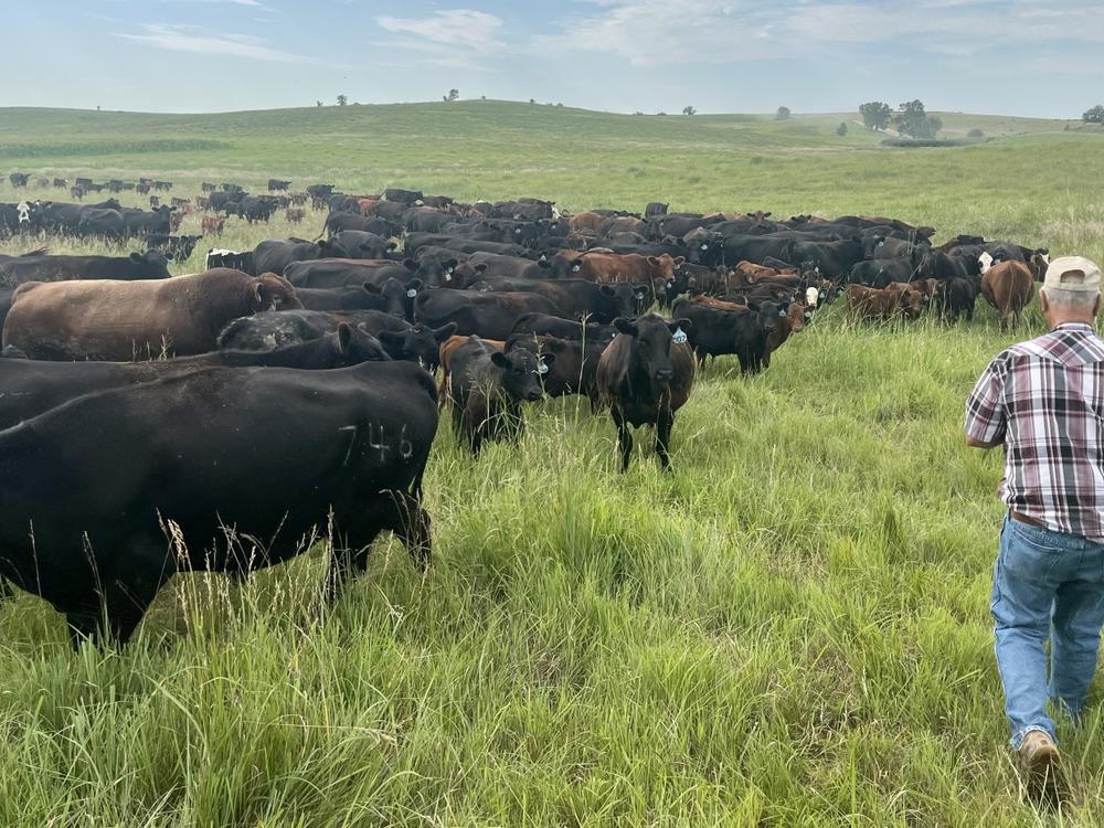 An example of regenerative grazing on a ranch in Nebraska. Matthew Hayek at NYU says often the climate benefits of this practice are oversold.