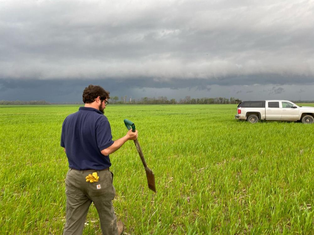  Tipton walks through his field of winter wheat and black oats.