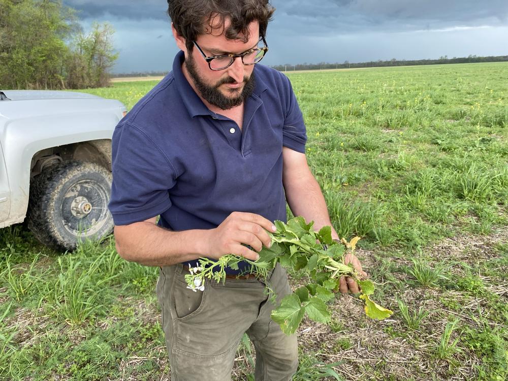 Farmer Will Tipton holds a radish, one of the cover crops he's using. Some scientists worry that the climate benefits of cover crops and other regenerative agriculture practices are oversold.