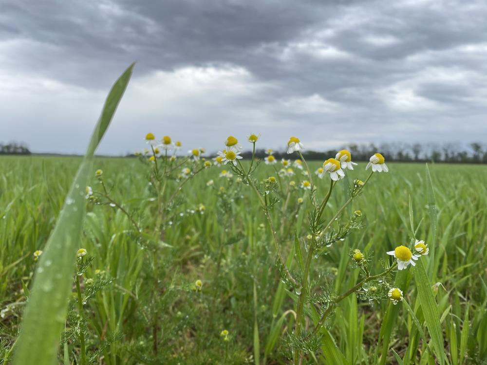 A cover crop mix of clover, radishes, turnips, Austrian peas and hairy vetch on the Tennessee-Arkansas border.