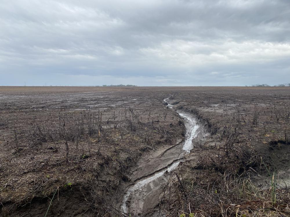 On Tipton's neighbor's farm, muddy soil washes off into a ditch after a rainstorm. Regenerative agriculture practices like cover crops can reduce water pollution and soil loss.