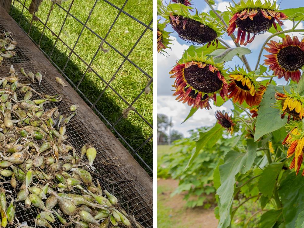 Left: Gobert dries shallots on his farm. The owner of Driftwood Farm, he practices climate-smart farming methods. Right: Gobert uses sunflowers to attract pollinators and divert pests from crops.