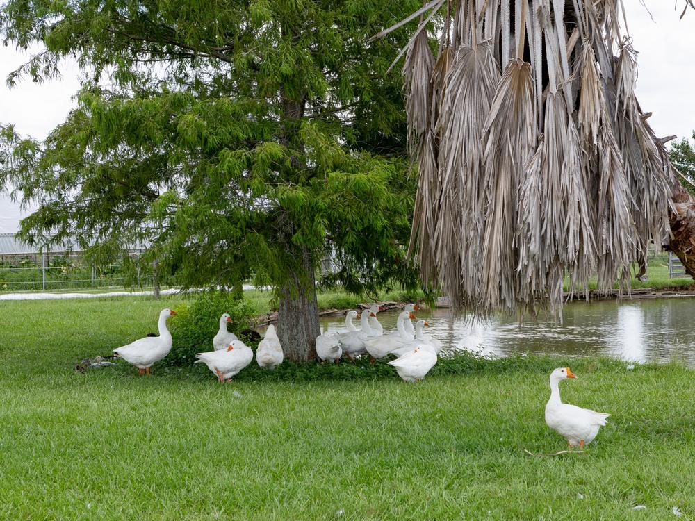 Ducks seek shade under trees at Driftwood Farm on July 16. Gobert integrates livestock with crop production to enhance soil health and biodiversity.