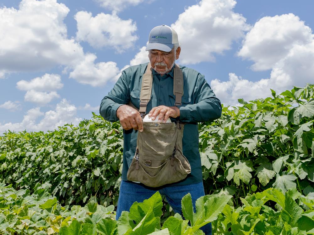 Gobert, of Driftwood Farm, harvests white bush scallop squash. Gobert practices farming with the climate in mind. He rotates crops, and he grows rice by putting water directly on the roots rather than flooding fields, which generates methane — a potent planet-warming gas.