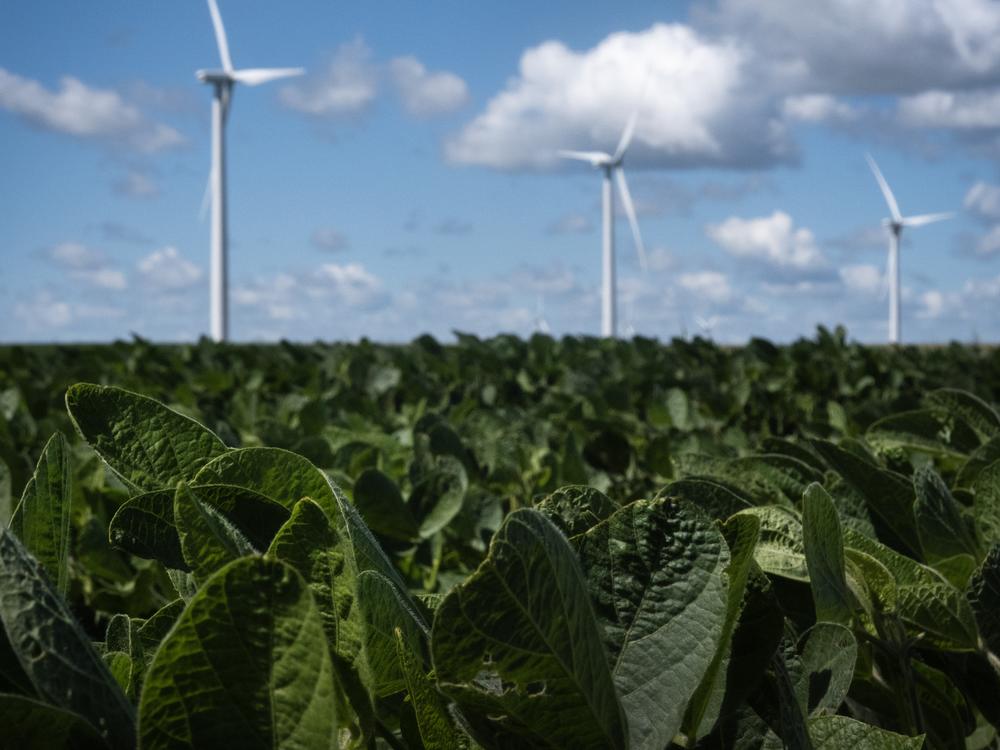 Windmills towers over a soy bean field on August 10, 2024 near Charles City, Iowa.