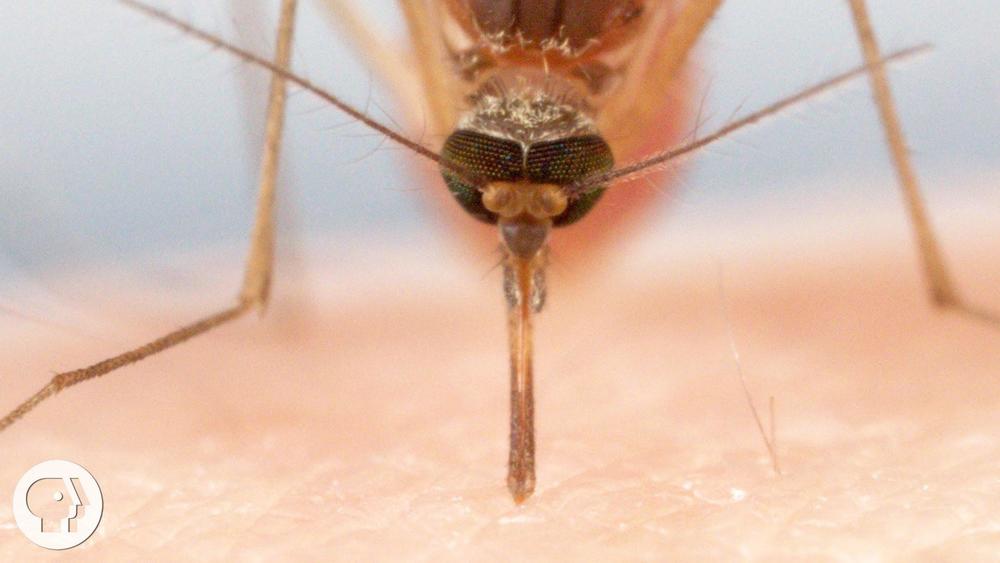How Mosquitoes Use Six Needles to Suck Your Blood: asset-mezzanine-16x9