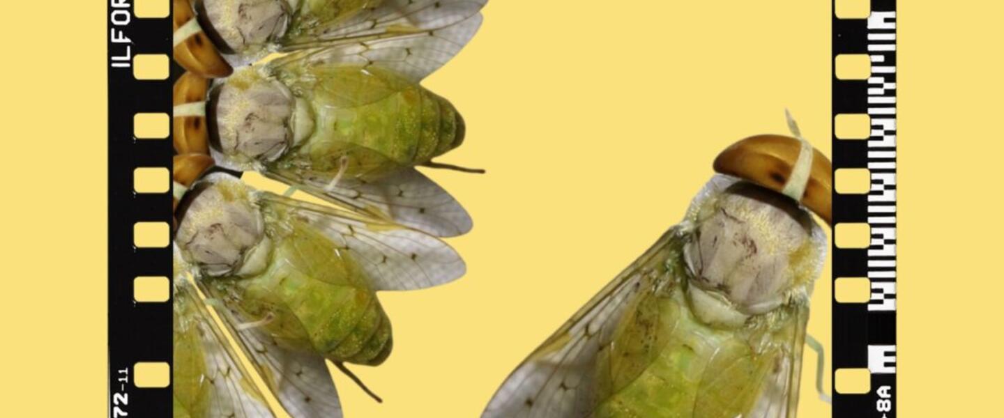 Yellow Fly image