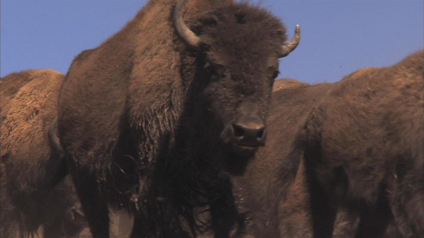Facing the Storm: Story of the American Bison: asset-mezzanine-16x9