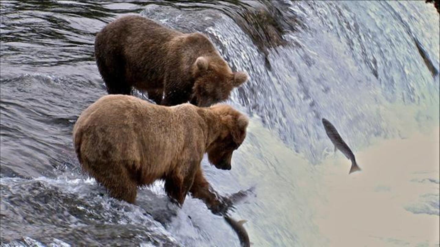 Salmon: Running the Gauntlet: asset-mezzanine-16x9