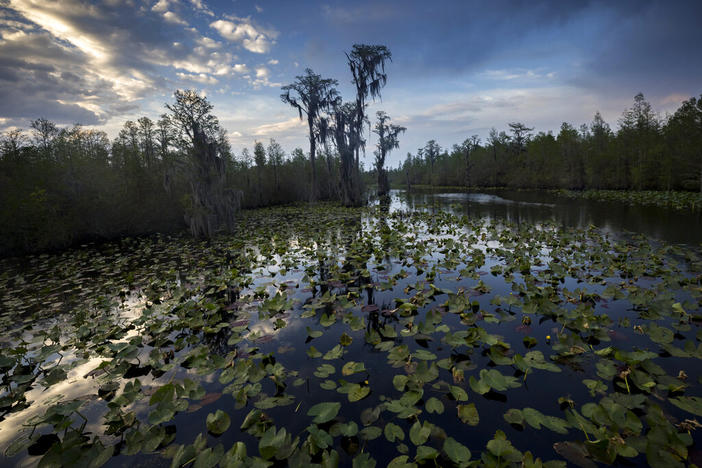 The sun sets over water lilies and cypress trees along the remote Red Trail wilderness water trail of Okefenokee National Wildlife Refuge, Wednesday, April 6, 2022, in Fargo, Ga. Twin Pines Minerals, a company seeking to mine minerals near the edge of the Okefenokee Swamp's vast wildlife refuge, said Monday, Aug. 22, 2022, that its project is back on track after a federal agency reversed a June decision that had posed a big setback. (AP Photo/Stephen B. Morton, File)