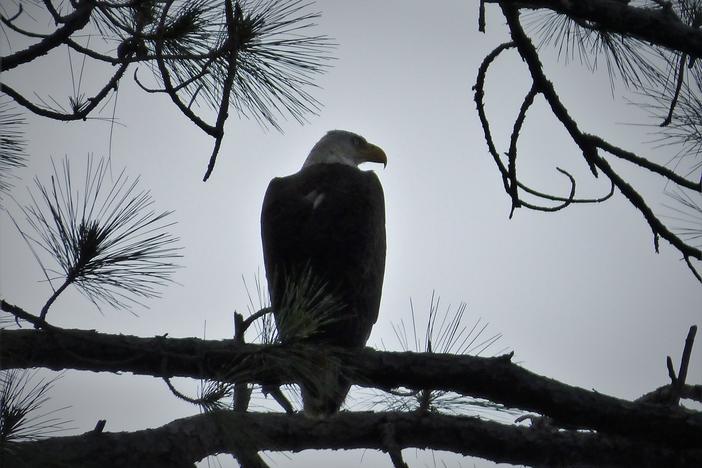 A bald eagle roosts at Crooked River State Park in Camden County, Georgia.