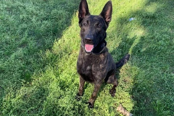 Retired K-9 Kona, formerly of the Liberty County Sheriff's Office, has been at the center of a controversy roiling the election for Liberty County sheriff.