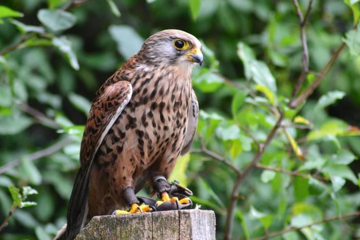 Georgia is home to several species of birds of prey. Photo by CO SCH