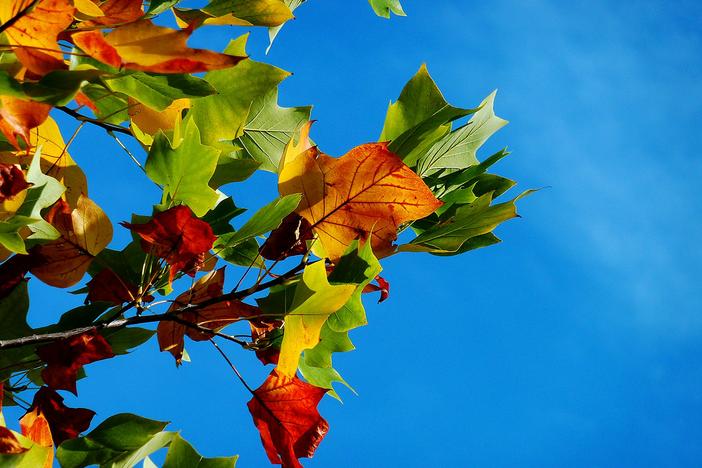 Red, orange and green leaves during daytime. (Pexels)