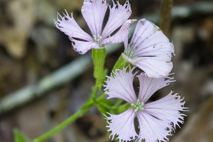 Fringed Campion in bloom in an urban forest in Macon in April 2024. 