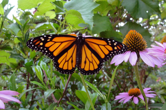 A monarch butterfly