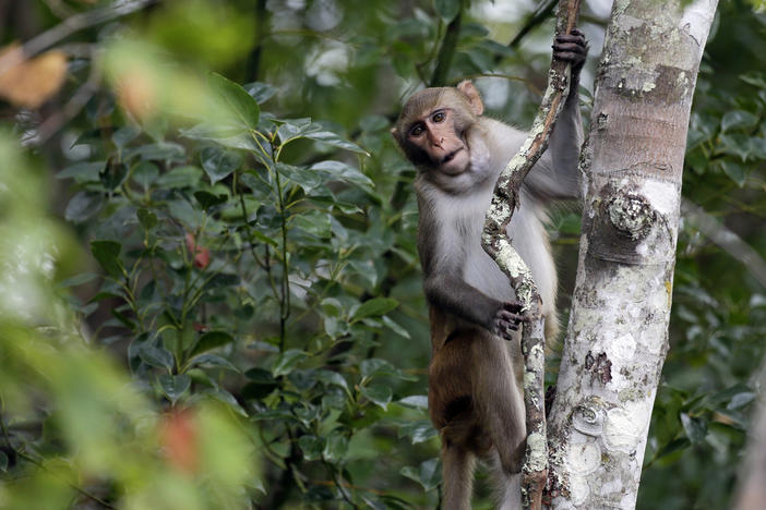 In this Friday, Nov. 10, 2017 photo, a rhesus macaques monkey observes kayakers as they navigate along the Silver River in Silver Springs, Fla. 