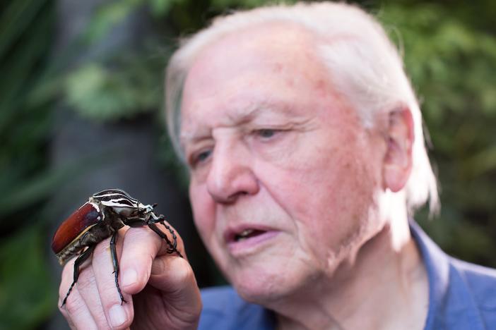 Sir David Attenborough holding a Goliath Beetle.