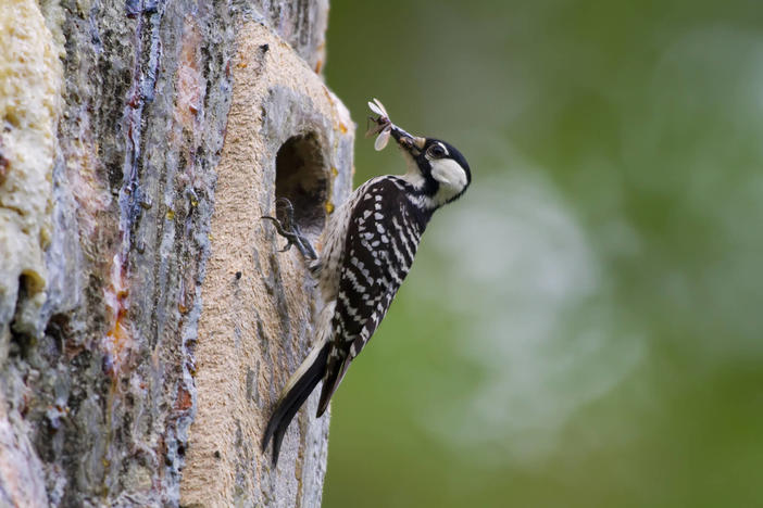 A red-cockaded woodpecker