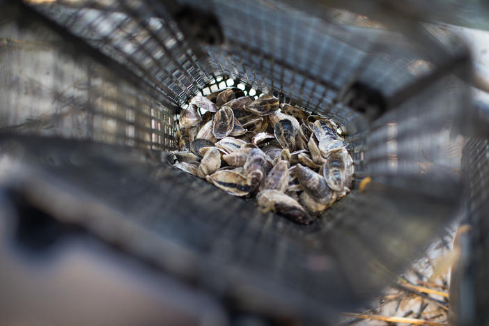 Floating oyster cage