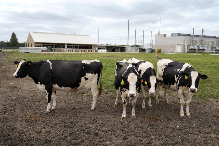 Dairy cows stand in a field outside of a milking barn at the U.S. Department of Agriculture's National Animal Disease Center research facility in Ames, Iowa, on Tuesday, Aug. 6, 2024.