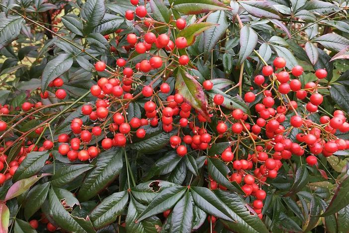 Nandina domestica’s red berries contain cyanide, which is often deadly for birds and pets. Scott Zona/ Courtesy of the NC Botanical Garden