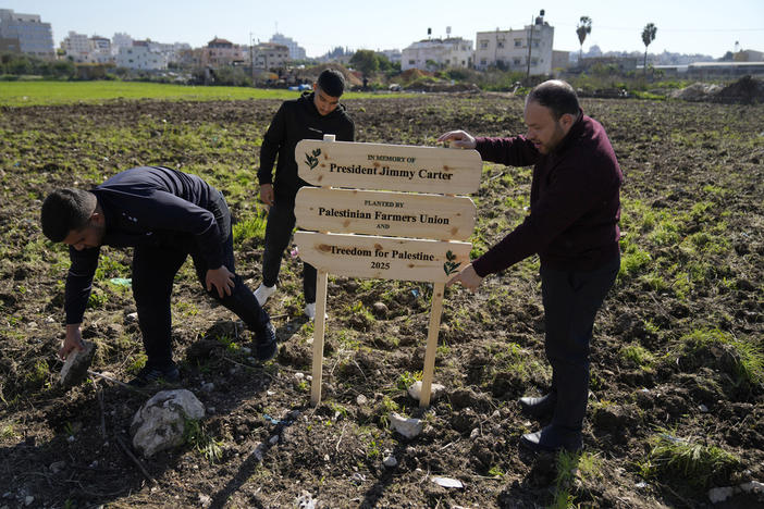 Palestinian farmers fix a sign in the ground ahead of the replant of a 10 dunam, 2.5 acres, of land with 250 olive trees, part of the joint Freedom Farm project of the Palestinian Farmers Union and the Treedom for Palestine 2025 in memory of President Jimmy Carter, in the West Bank city of Tulkarem Monday, Jan. 13, 2025. 