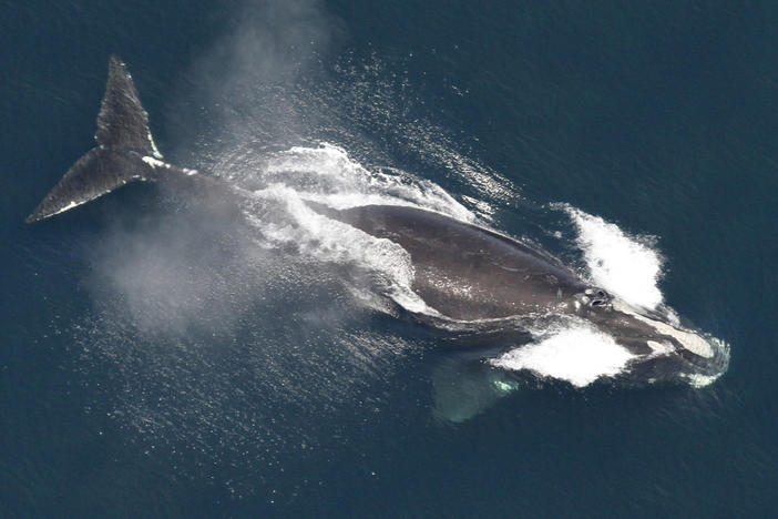 This image provided by NOAA, shows a North Atlantic right whale in the waters off New England, May 25, 2024. 