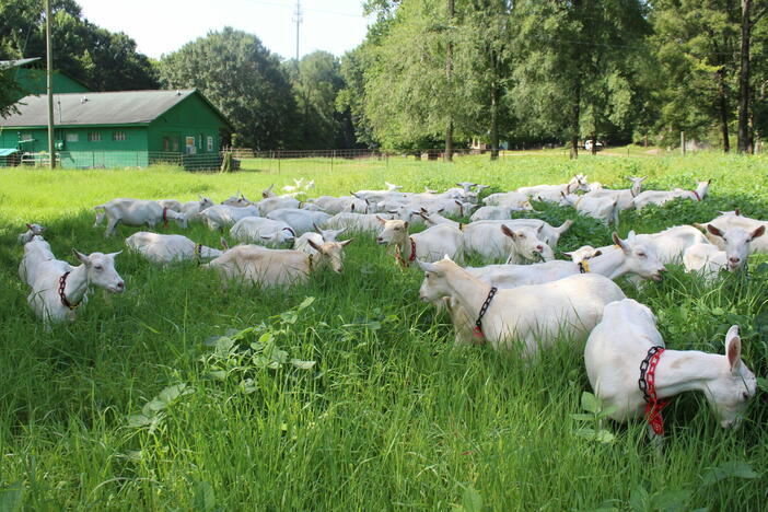 Goats at Decimal Place Farm