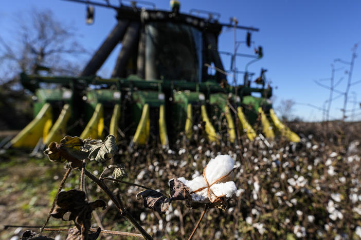 A cotton picker moves through Chris Hopkins' cotton field, Friday, Dec. 6, 2024, near Lyons, Ga.