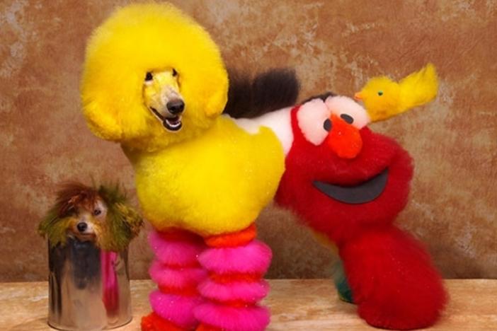 Elmo dog hot sale toy