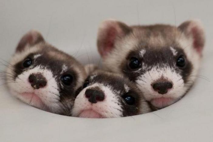 show me ferrets