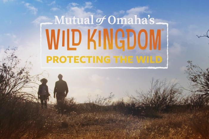 'Wild Kingdom' returns to TV to inspire the next generation of wildlife enthusiasts
