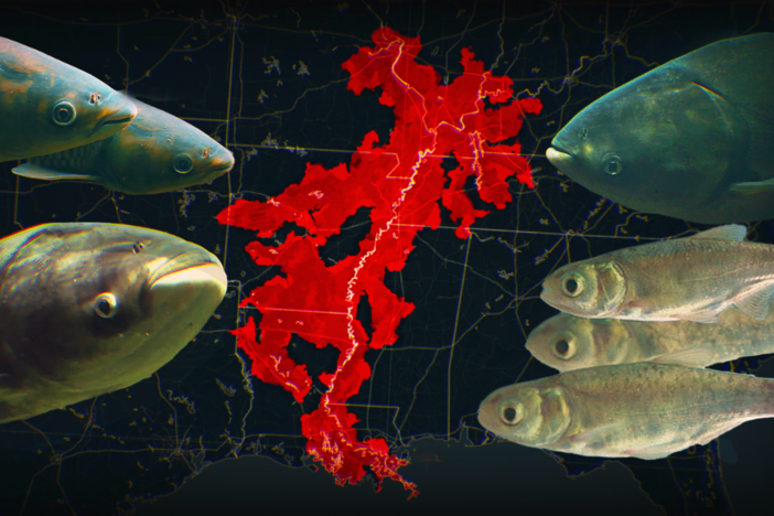 Expose Asian carp for disrupting native fish species and shrinking their populations.