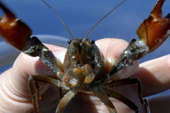 An invasive species of crayfish is threatening native species in Oregon's Crater Lake.