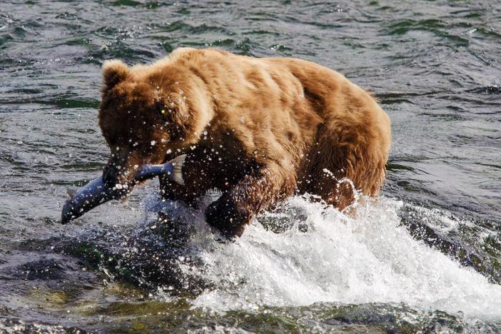 Watch live as thousands of animals gather to take part in Alaska’s amazing summer feast.