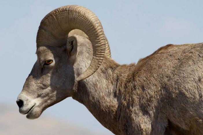 Uncover the truth about a pervasive epidemic that threatens bighorn sheep.
