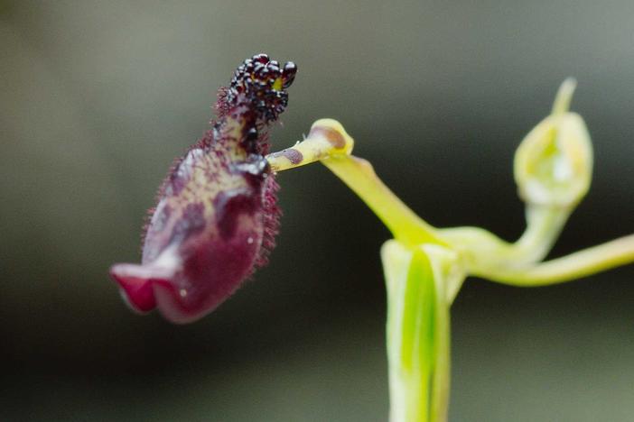 The Hammer Orchid emits the scent of the female thynnid wasp to confuse the male.