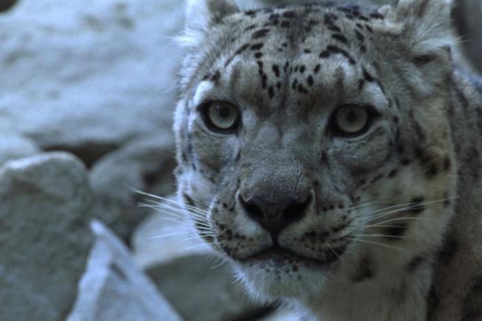 One village works to find ways to both live with and save one of the rarest cats on Earth.