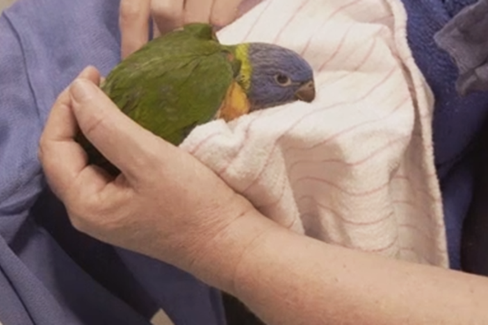 Caregivers watch over a young lorikeet visibly traumatized by the Australian wildfires.