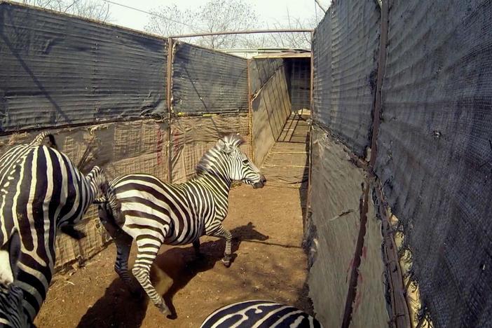 Examine a huge relocation mission to bring back zebra and eland to the park.