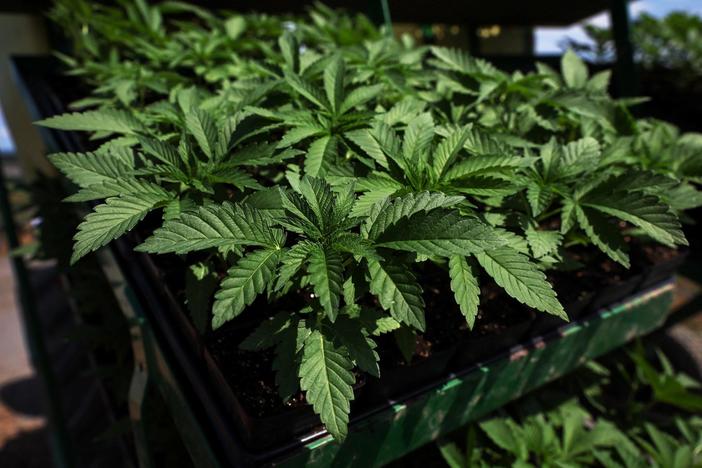 How marijuana's reclassification could change U.S. drug policy