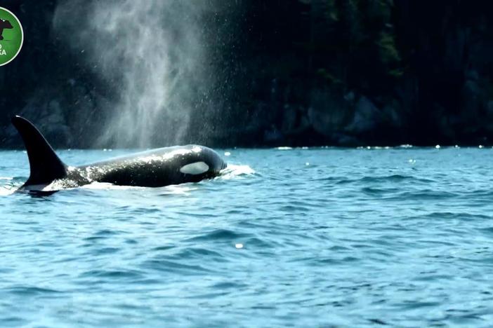 Expert Dan Olsen can recognize individual Orca pods just from their calls.