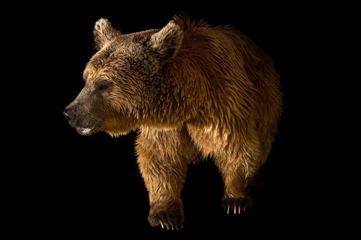 The last Syrian brown bear was spotted in its namesake country more than 50 years ago.