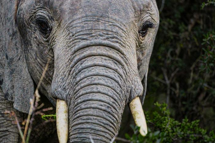 Uncover the impact of hunting on elephant genetics.