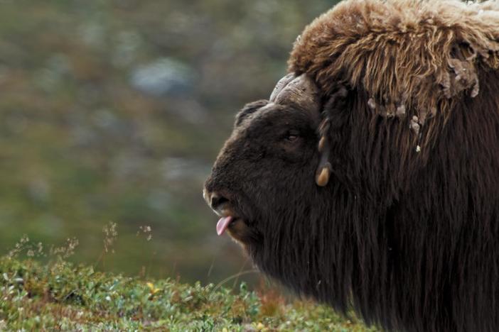 Two muskox clash in a brutal fight for dominance and the protection of their herd.