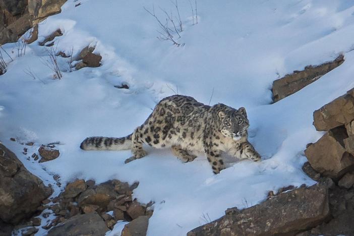 Researchers estimate there are as few as 4,000 snow leopards left in the wild.