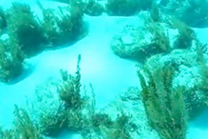 This video explores Exuma Cays.