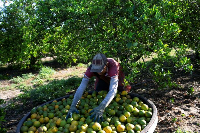 What’s behind a severe decline in Florida’s citrus harvest
